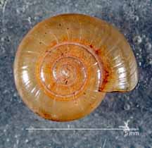 Glyphyalinia luticola shell top